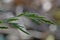 A macro photo of a blade of grass against softly defocused background. Soft natural colours and fine details of the grass.