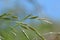 A macro photo of a blade of grass against softly defocused background. Soft natural colours and fine details of the grass.