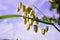 A macro photo of a blade of grass Briza maxima, or Quaking Grass against softly defocused background. Soft natural colours