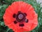 Macro photo of blooming poppy flower