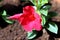 Macro photo of blooming red mandevilla