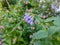 Macro photo of blooming Symphytum Comfrey flower