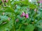 Macro photo of blooming Symphytum Comfrey flower