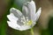 Macro photo of blossom wood sorrel, Oxalis acetosella