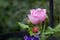 Macro photo of a blossomed pink rose with buds isolated against the background