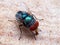 Macro Photo of Blue Blow Fly on The Floor