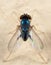 Macro Photo of Blue Blow Fly on The Wall