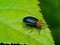 Macro Photo of Blue Metallic Beetle on Green Leaf