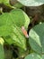 Macro photo of the Bothrogonia planthopper is a genus of orange leafhoppers.