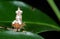 Macro Photo of Bottom of White Boxer Mantis on Green Leaf