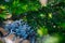 Macro photo of a branch of a green coniferous plant with lichen. Spruce branch on a sunny day. Selective focus