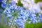 Macro photo of bright blue Agapanthus flowers