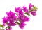 Macro photo of bright Bougainvillea flowers