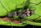 Macro Photo of Broad-Headed Bug On Green Leaf