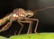 Macro Photo of Broad-Headed Bugs on Green Leaf, Selective Focus at Head and Antenna