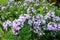 A macro photo broad-leaved thyme or lemon thyme, Thymus pulegioides