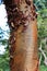 Macro Photo of the Brown, Peeling Bark of a Paperbark Maple Tree Trunk