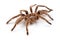 Macro photo of brown spider`s molt