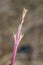 Macro photo of bud of Cornus mas, the Cornelian cherry, European cornel or Cornelian cherry dogwood in spring