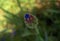 Macro photo of a Bud of a wild meadow Knapweed flower with bright blue petals