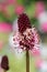 Macro photo of the Burnet flower blooming