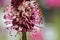 Macro photo of the Burnet flower blooming