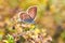 Macro photo of a butterfly close-up. A butterfly sits on a flower. The moth sits on a flower and drinks nectar. A photo of a moth