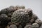 Macro photo of the cactus Rebutia canigueralli