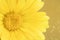 Macro photo of calendula flower, calendula officinalis or english calendula. Selective focus. Concesion postcard, homeopathy. Copy