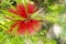 Macro photo of Callistemon lemon.