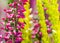 Macro photo of Calluna vulgaris, heath flower pink blossom