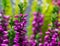 Macro photo of Calluna vulgaris, heath flower violet blossom