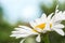 The macro photo of a camomile against the background of the gre