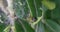 Macro photo of a caterpillar of the boxwood borer feeding on boxwood leaves