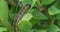 Macro photo of a caterpillar of the boxwood borer feeding on boxwood leaves