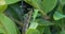 Macro photo of a caterpillar of the boxwood borer feeding on boxwood leaves