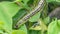 Macro photo of a caterpillar of the boxwood borer feeding on boxwood leaves