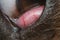 Macro photo of a cherry eye vascularisation in dog