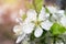 Macro photo of cherry flowers with shining waterdrops on fragile petals