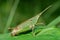 Macro photo of Chinese Grasshopper animals in the wild