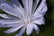 Macro photo of cichorium intybus flower blossom. Blue sailors, chicory, coffee weed, or succory is a herbaceous