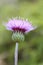Macro Photo of Cirsium Setosum Booming Little Purple Flower