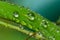 A macro photo of a clear drop of fresh water on a single blade of vibrant green grass