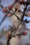 Macro photo. clear winter day and blooming buds on the branches of trees on a clear blue sky.