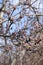 Macro photo. clear winter day and blooming buds on the branches of trees on a clear blue sky.