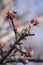 Macro photo. clear winter day and blooming buds on the branches of trees on a clear blue sky.