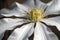Macro photo of clematis armandii flower