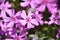 Macro photo close up view to field lilac purple flowers Phlox subulata