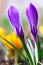 Macro photo of a closed buds of beautiful spring flowers purple Crocus close up