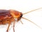 Macro Photo of Cockroach Isolated on White Background